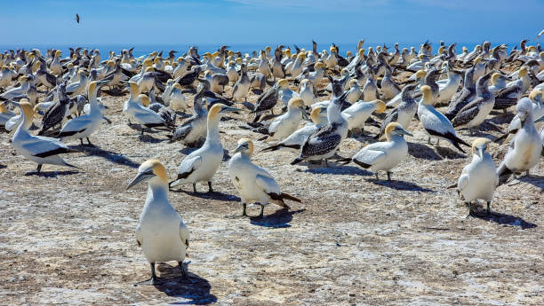 istock Cape Kidnappers Australasian Gannet Colony 2041858160