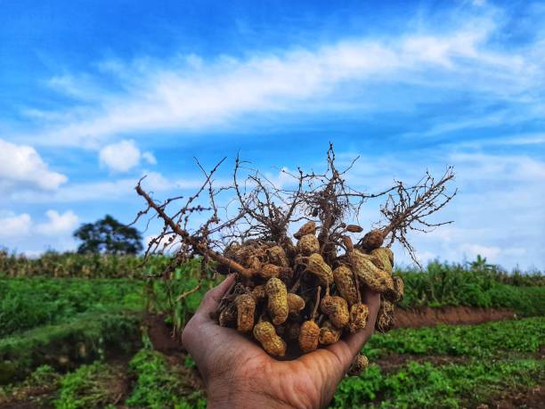 istock Peanuts in the hands of a farmer. 2041861811