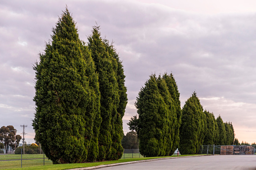 Leyland Cypress trees form a row along the roadside, adding a touch of natural beauty to industrial area.