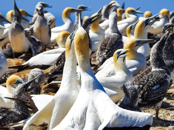 istock Australasian Gannets Engaging in Territorial Display 2041884925