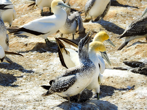Family of Australasian Gannets (Morus serrator) at Cape Kidnappers, Hawkes Bay, New Zealand