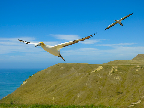 Australasian Gannet (Morus serrator) at Cape Kidnappers, Hawkes Bay, New Zealand