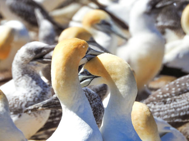 istock Australasian Gannets Reaffirming Bond 2041885974