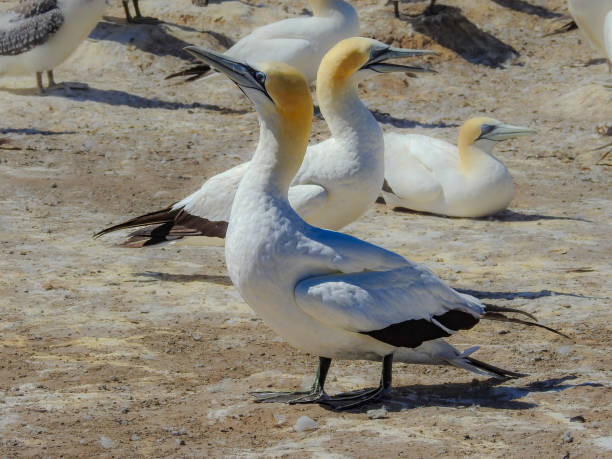 istock Australasian Gannets Returning to Nest Site 2041885977