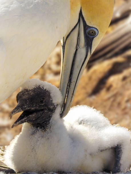 istock Close-up of Australasian Gannet Caring for Young Chick 2041888061