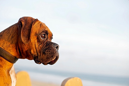 An expressive brindle classic (tawny colored coat with a black mask/mouth) purebred boxer close-up profile photo outside in front of the ocean