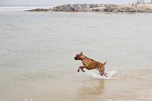 An expressive brindle classic (tawny colored coat with a black mask/mouth) purebred boxer at the beach running into the ocean