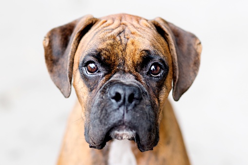 An expressive brindle classic (tawny colored coat with a black mask/mouth) purebred boxer headshot staring directly at the camera