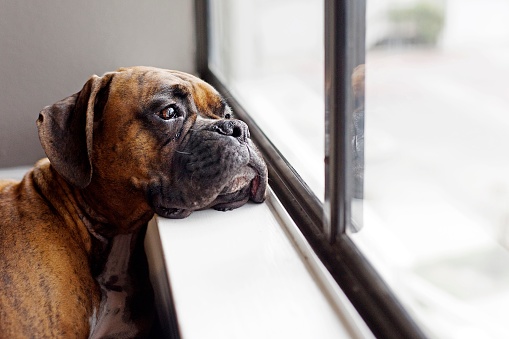An expressive brindle classic (tawny colored coat with a black mask/mouth) purebred boxer resting head on window sill looking out the window.