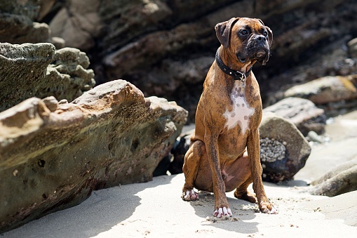An expressive brindle classic (tawny colored coat with a black mask/mouth) purebred boxer sitting outside in a natural beach setting in front of rocks