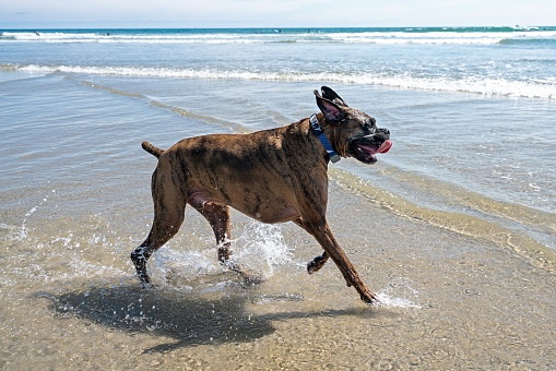 An expressive brindle classic (tawny colored coat with a black mask/mouth) purebred boxer at the beach running next to the ocean