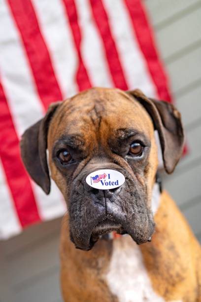 ブリンドルの古典的な純血種のボクサー犬は、鼻に「私は投票しました」というステッカーを貼ってアメリカ国旗の前でポーズをとっています - dog patriotism flag politics ストックフォトと画像