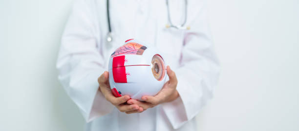 istock Doctor with human Eye anatomy model with magnifying glass. Eye disease, Refractive Errors, Age Related Macular Degeneration, Cataract, Diabetic Retinopathy, Glaucoma, Amblyopia, Strabismus and Health 2041905132