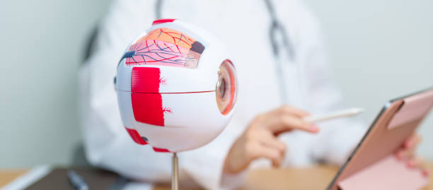 Doctor with human Eye anatomy model with magnifying glass. Eye disease, Refractive Errors, Age Related Macular Degeneration, Cataract, Diabetic Retinopathy, Glaucoma, Amblyopia, Strabismus and Health