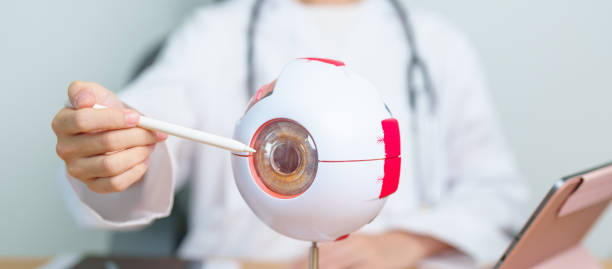 istock Doctor with human Eye anatomy model with magnifying glass. Eye disease, Refractive Errors, Age Related Macular Degeneration, Cataract, Diabetic Retinopathy, Glaucoma, Amblyopia, Strabismus and Health 2041905140
