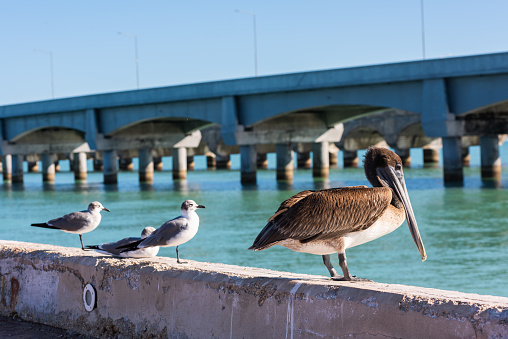 Birds with the Pier background in Progreso Yucatan