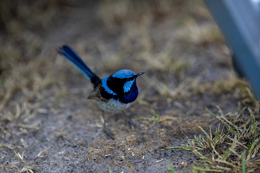 Blue Ren bird around a camping area
