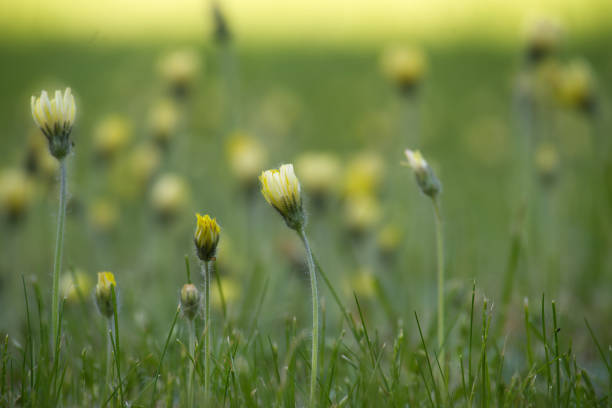 This close-up shot captures the intricate detail of a Leucanthemum vulgare, commonly known as an Oxeye Daisy. The bright yellow center contrasts with the surrounding white petals, creating a visually appealing image that evokes feelings of springtime and freshness.