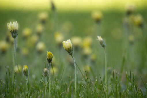 Field teeming with yellow daisies amidst a verdant setting the long thin green stems support the flowers and buds which appear striking against the blurred green background that lends depth to scene