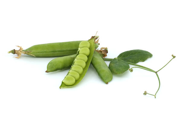 open pea pod and round green peas inside on white - green pea pea pod sweet food freshness stock-fotos und bilder