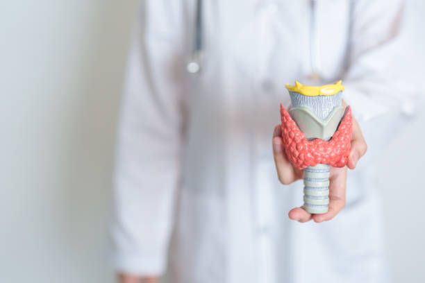 istock Doctor with human Thyroid anatomy model. Hyperthyroidism, Hypothyroidism, Hashimoto Thyroiditis, Thyroid Tumor and Cancer, Postpartum, Papillary Carcinoma and Health concept 2041919049
