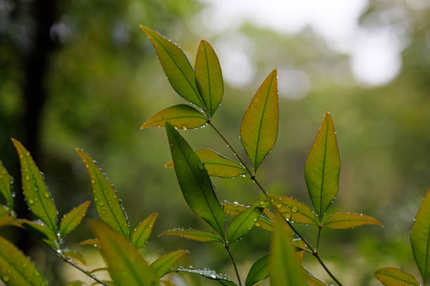 Scientific Name: nandina domestica