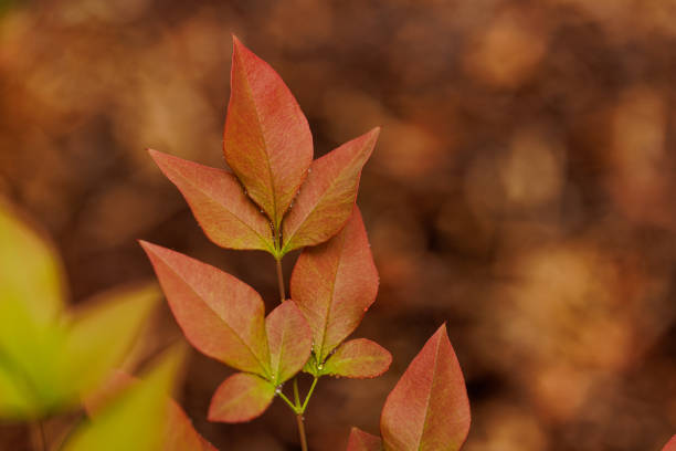 Scientific Name: nandina domestica