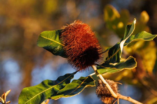 Australian bottlebrush plant in afternoon light