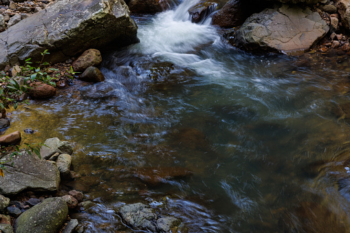 blue streams on green grass. blooming nature.