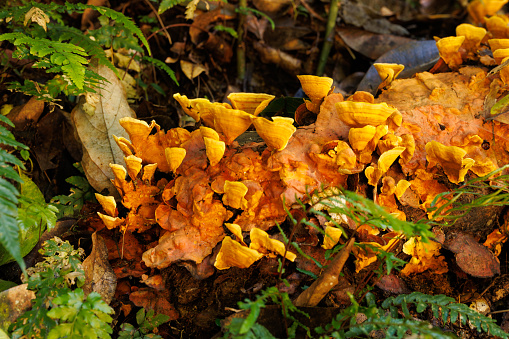 Orange fungi growing on forest log in Australian rainforest