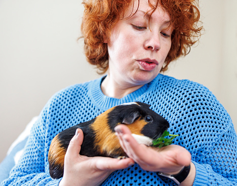 Black-and-ginger Guinea pig (Cavia porcellus) eating greens in redhead woman hands