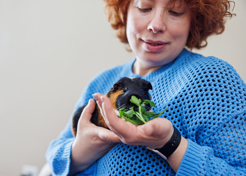 Smiling mature Caucasian redhead woman feeding her black-and-ginger Guinea pig with greenery