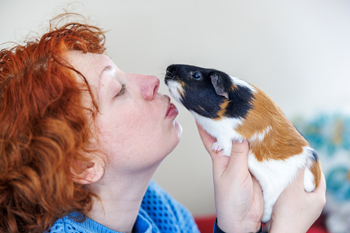 Ginger-black Guinea pig and redhead curly woman holding her rodent pet, who is smelling the owner