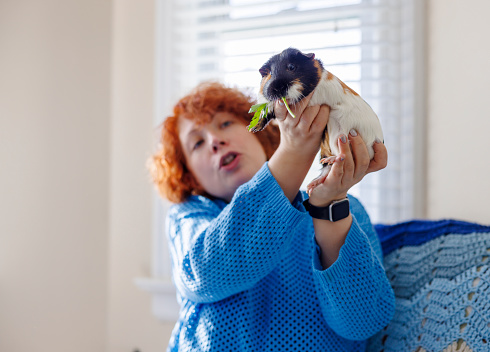 A Caucasian mature red-haired woman squeezes and feeding her black-and-ginger Guinea pig with greenery. Focus on a rodent in woman hands
