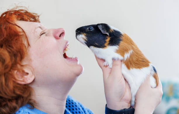 Face to face with Guinea pig. Mature Caucasian ginger woman with open mouth, holding a Guinea pig near her face