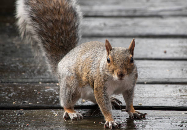 istock A gray Squirrel finds a peanut on the backyard bird feeder. 2041947816