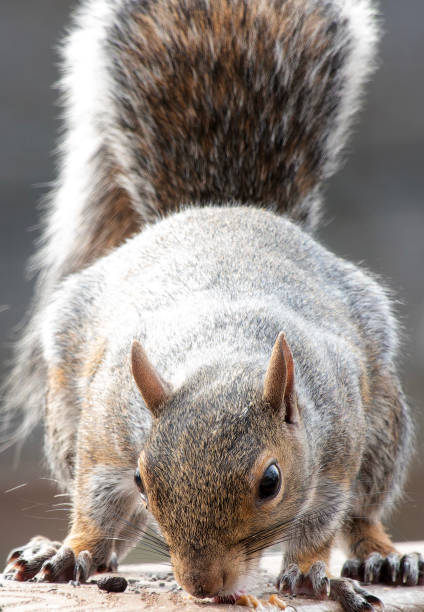 A gray Squirrel finds a peanut on the backyard bird feeder.