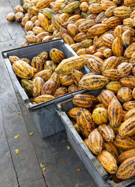 istock Cocoa beans and cocoa pod on a wooden surface. 2041954465
