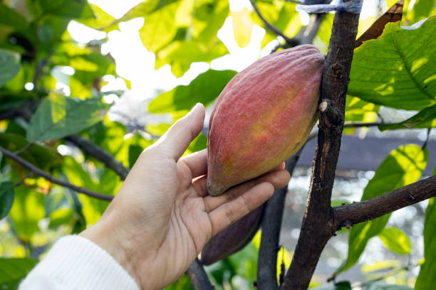 istock Cocoa Bean Pods Grow On Trees 2041954475