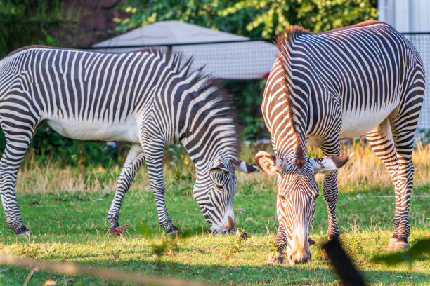 istock Grevy's zebra, lat Equus grevyi, also known as the imperial zebra eats green grass. 2041954558
