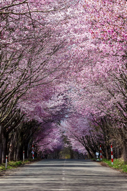 istock An empty rural road covered by a beautiful Cherry Blossom tunnel during spring 2041966047