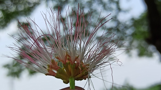 The beauty of saman tree flower