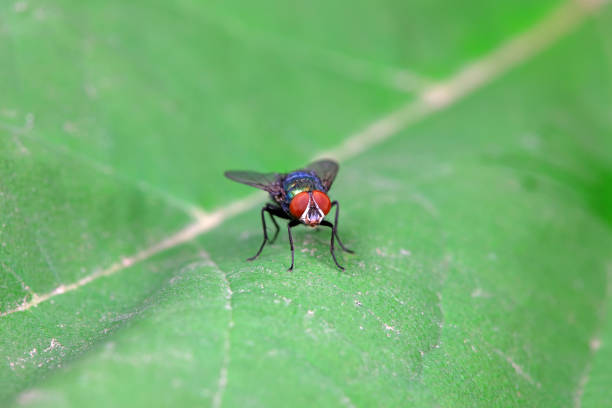 Flies on wild plants, North China