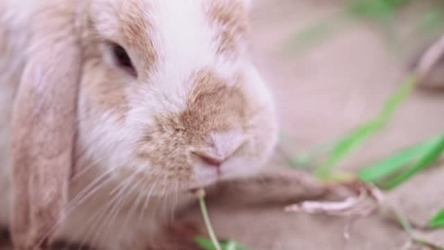 Cute brown Cottontail bunny rabbit munching grass close up