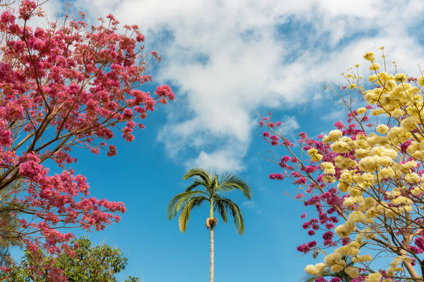 Trumpet tree and palm tree in park. Nature background