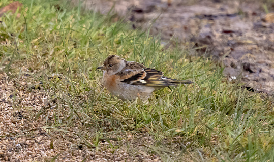 Brambling