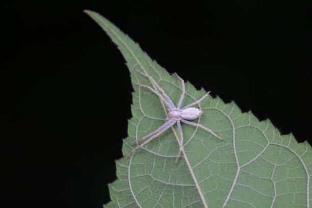 Spiders in the wild, North China