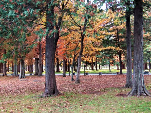 istock Japan. November. Metasequoia trees in the park. 2042004603