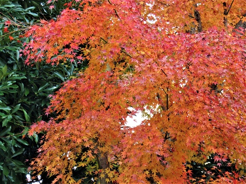 Maple tree.
