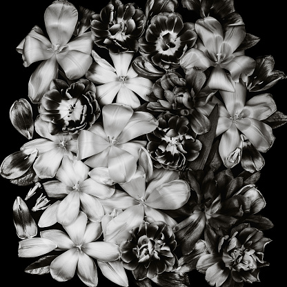 Black and white image of tulip bouquet